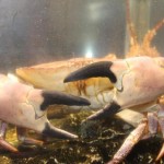 Lareira Portuguesa – Madeira