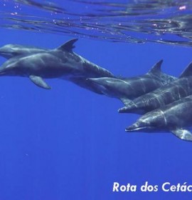 Rota dos Cetáceos