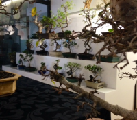 V&AL Bonsai
