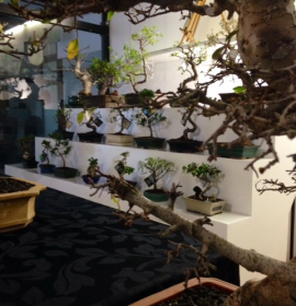 V&AL Bonsai