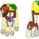 Espaço Terapias Por Si Naturalmente