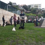 Dogtel School