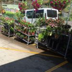 Calheta em Flor
