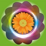 Calheta em Flor
