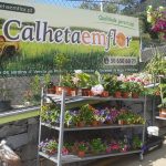 Calheta em Flor
