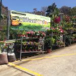 Calheta em Flor