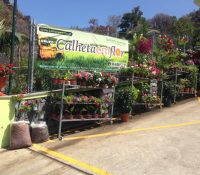 Calheta em Flor