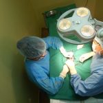AUQMIA CLÍNICA VETERINÁRIA LDA