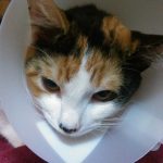 AUQMIA CLÍNICA VETERINÁRIA LDA