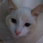 AUQMIA CLÍNICA VETERINÁRIA LDA