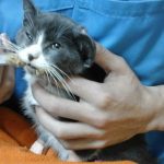 AUQMIA CLÍNICA VETERINÁRIA LDA