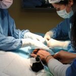 AUQMIA CLÍNICA VETERINÁRIA LDA