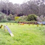 EDUCAÇÃO CANINA K9 TRAINING