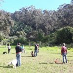 EDUCAÇÃO CANINA K9 TRAINING