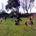 EDUCAÇÃO CANINA K9 TRAINING
