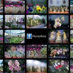 FLORES REIS