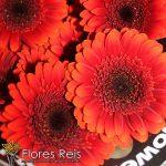 FLORES REIS