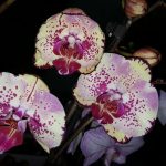 FLORES REIS
