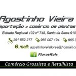 FLORES REIS