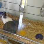 O MUNDO DO BAMBI