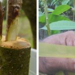 LUIS N SOUSA VIVEIRISTA