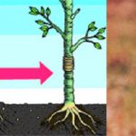 LUIS N SOUSA VIVEIRISTA