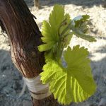 LUIS N SOUSA VIVEIRISTA