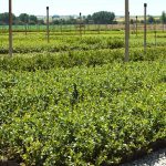 LUIS N SOUSA VIVEIRISTA