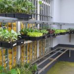 GRÉMIO DA RIBEIRA GRANDE