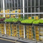 GRÉMIO DA RIBEIRA GRANDE