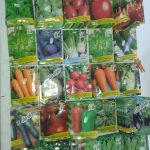 GRÉMIO DA RIBEIRA GRANDE