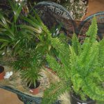 FLORISTA FLOR DO RIBEIRO