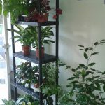 FLORISTA FLOR DO RIBEIRO