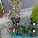 FLORISTA FLOR DO RIBEIRO