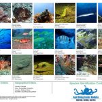 AZUL DIVING CENTER MADEIRA- MERGULHO – KAYAK