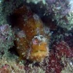 AZUL DIVING CENTER MADEIRA- MERGULHO – KAYAK