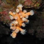 AZUL DIVING CENTER MADEIRA- MERGULHO – KAYAK