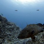 AZUL DIVING CENTER MADEIRA- MERGULHO – KAYAK