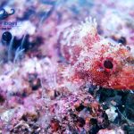 AZUL DIVING CENTER MADEIRA- MERGULHO – KAYAK
