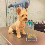 TIN TIN SPA – ATIVIDADES E SERVIÇOS DOS ANIMAIS DE COMPANHIA