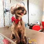 TIN TIN SPA – ATIVIDADES E SERVIÇOS DOS ANIMAIS DE COMPANHIA