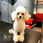 TIN TIN SPA – ATIVIDADES E SERVIÇOS DOS ANIMAIS DE COMPANHIA