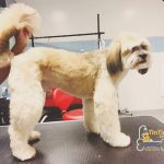 TIN TIN SPA – ATIVIDADES E SERVIÇOS DOS ANIMAIS DE COMPANHIA