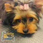 TIN TIN SPA – ATIVIDADES E SERVIÇOS DOS ANIMAIS DE COMPANHIA