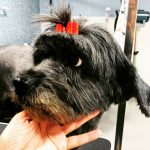 TIN TIN SPA – ATIVIDADES E SERVIÇOS DOS ANIMAIS DE COMPANHIA