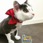 TIN TIN SPA – ATIVIDADES E SERVIÇOS DOS ANIMAIS DE COMPANHIA